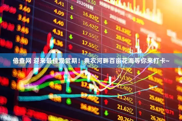 倍查网 迎来最佳观赏期！典农河畔百亩花海等你来打卡~